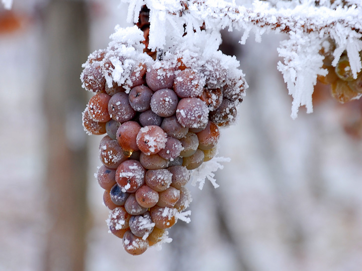 ice-wine-eiswine